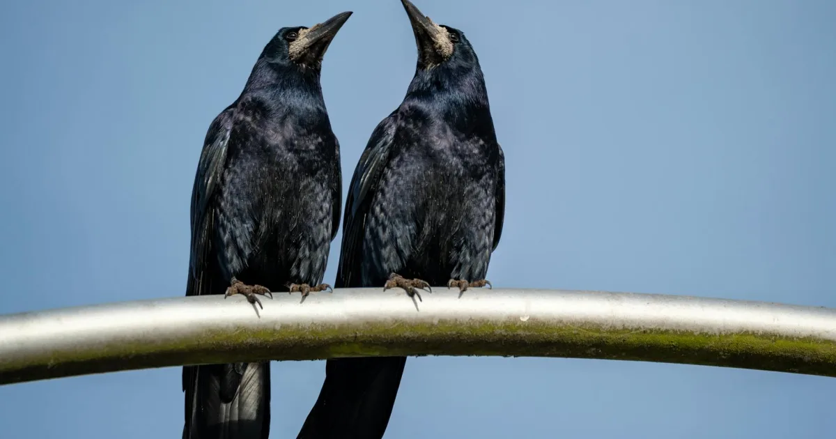 Downtown Crow Wing, MN, MN