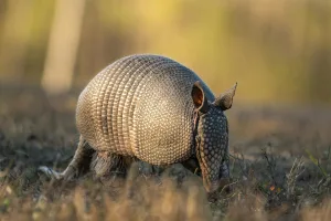 Downtown Cumberland, RI, RI