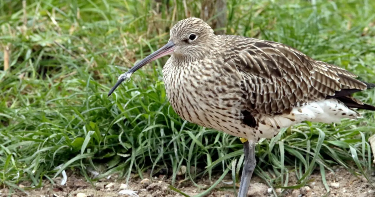 Downtown Curlew, IA, IA
