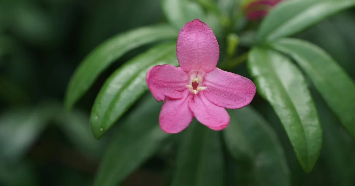 Downtown Cynthiana, KY, KY