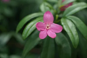 Downtown Cynthiana, KY, KY