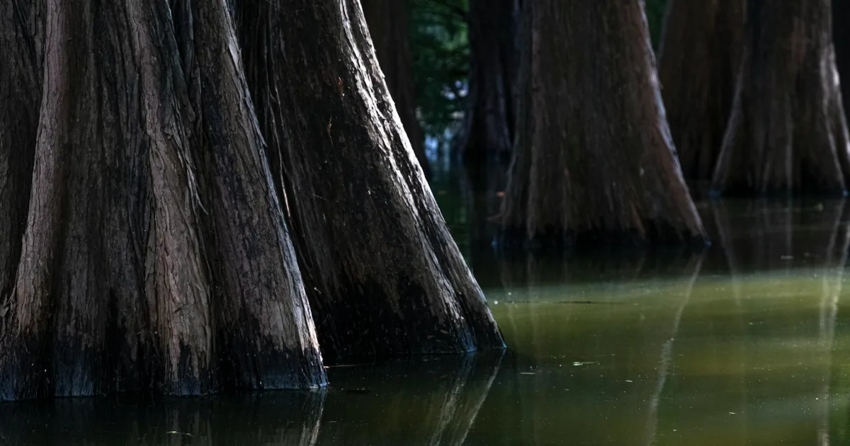 Downtown Cypress, TX, TX