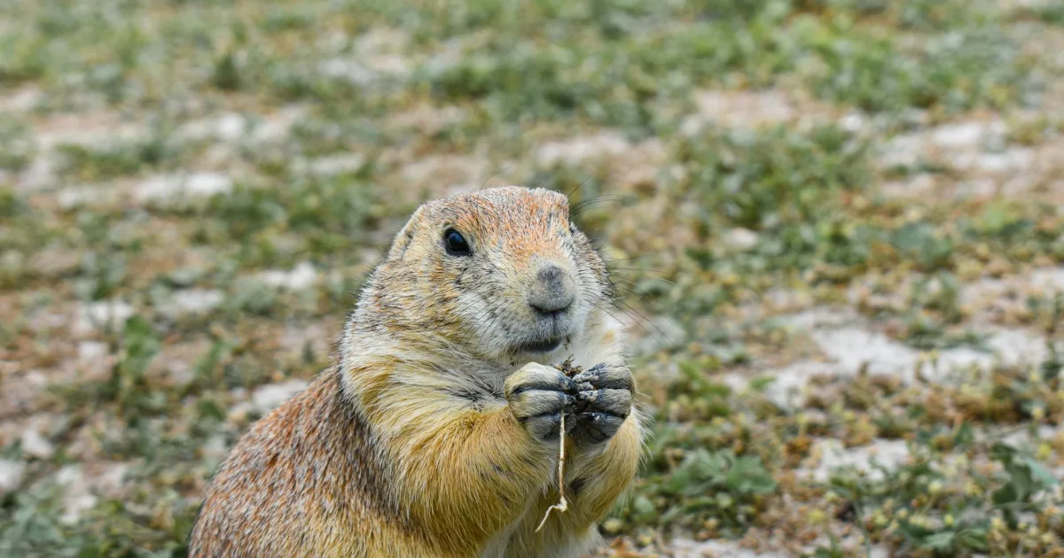 Downtown Dakota, WI, WI