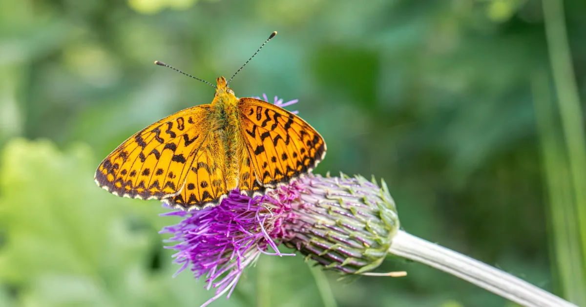 Downtown Dalzell, SC, SC