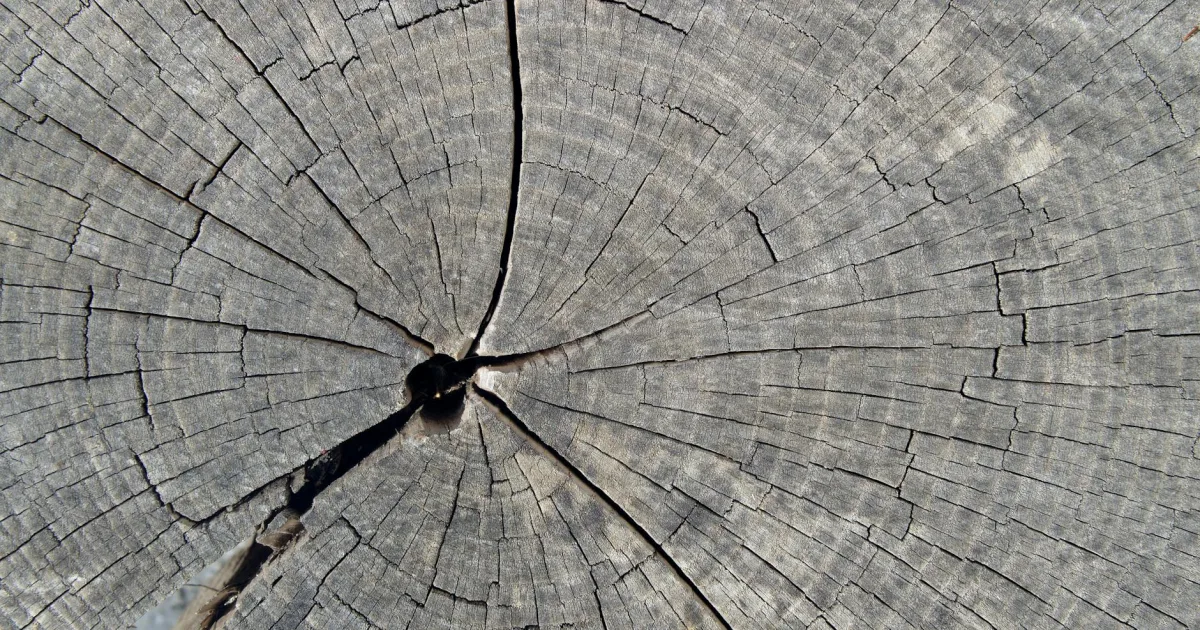 Downtown Danwood, SC, SC