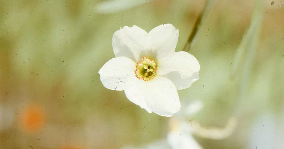 Downtown Daphne, AL, AL