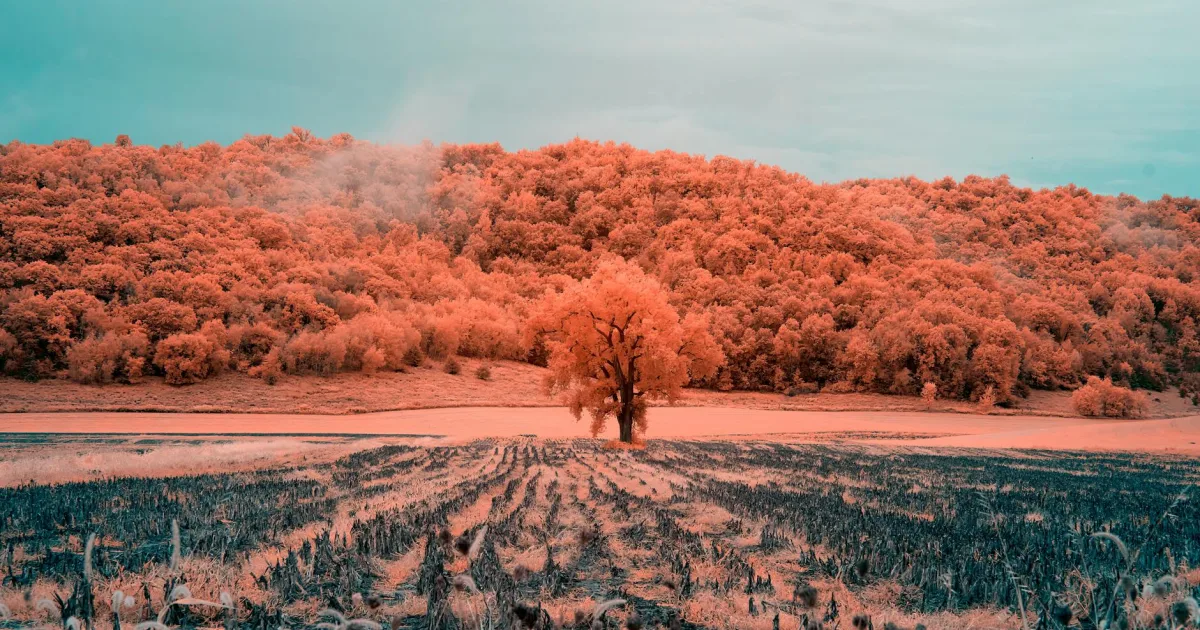 Downtown Dassel, MN, MN