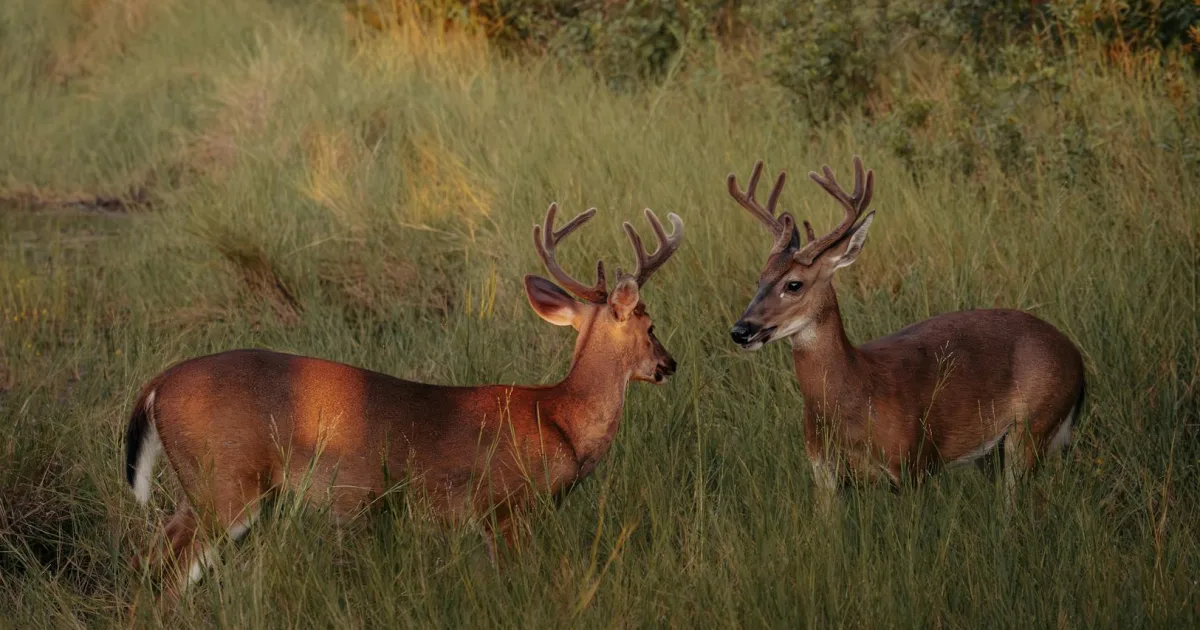 Downtown Deer Creek, IN, IN
