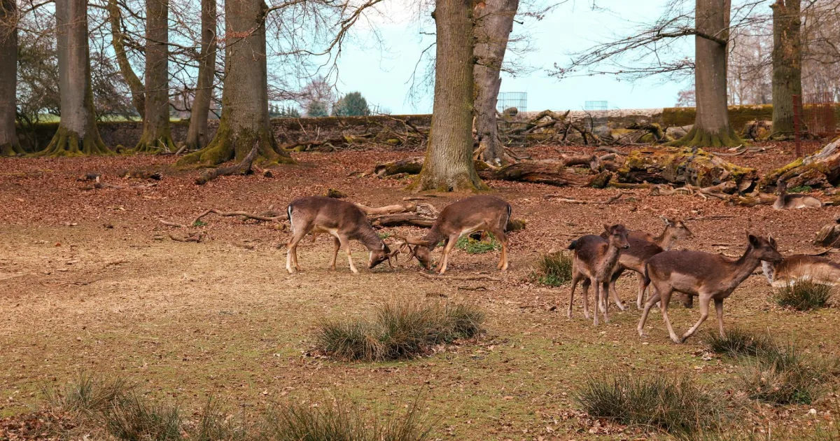 Downtown Deer Park, MD, MD