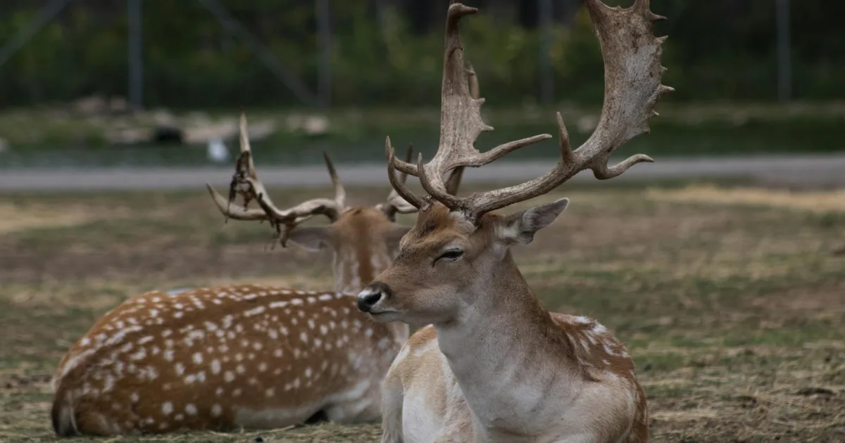Downtown Deer Park, CA, CA