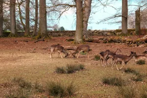 Downtown Deer Park, WA, WA