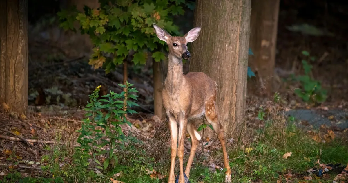 Downtown Deerfield, MA, MA