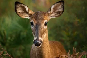 Downtown Deering, NH, NH