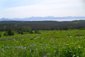 census-designated place in Kenai Peninsula Borough, Alaska
