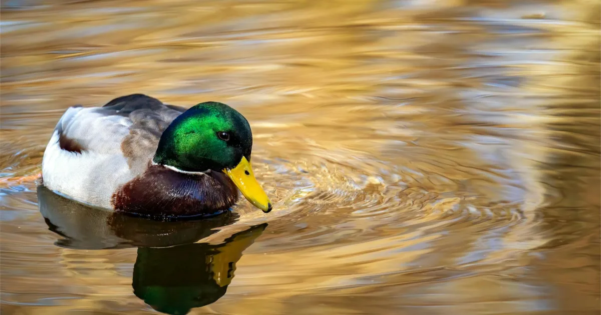 Downtown Donald, OR, OR