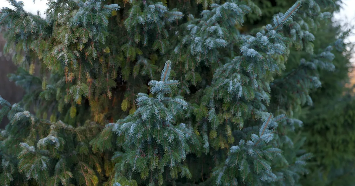 Downtown Douglas, MA, MA