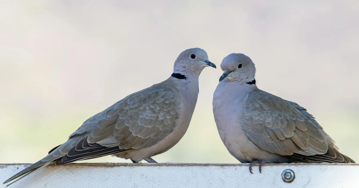 Downtown Dove Valley, CO, CO