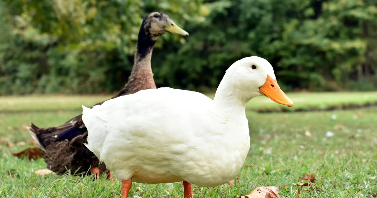 Downtown Duck Hill, MS, MS