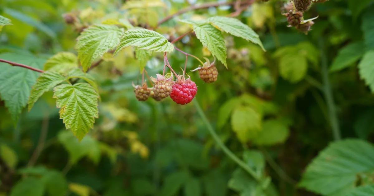 Downtown Dyberry, PA, PA