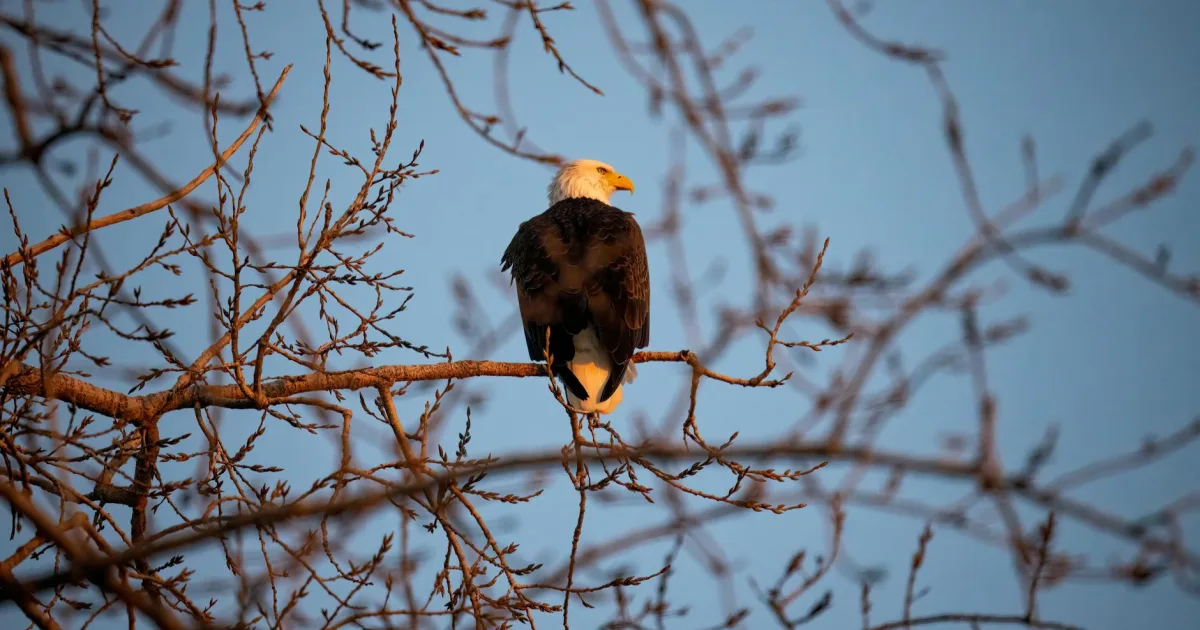 Downtown Eagle Grove, IA, IA