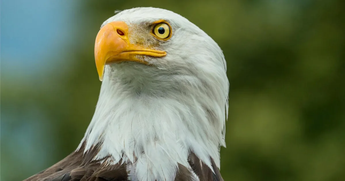 Downtown Eagle, IL, IL