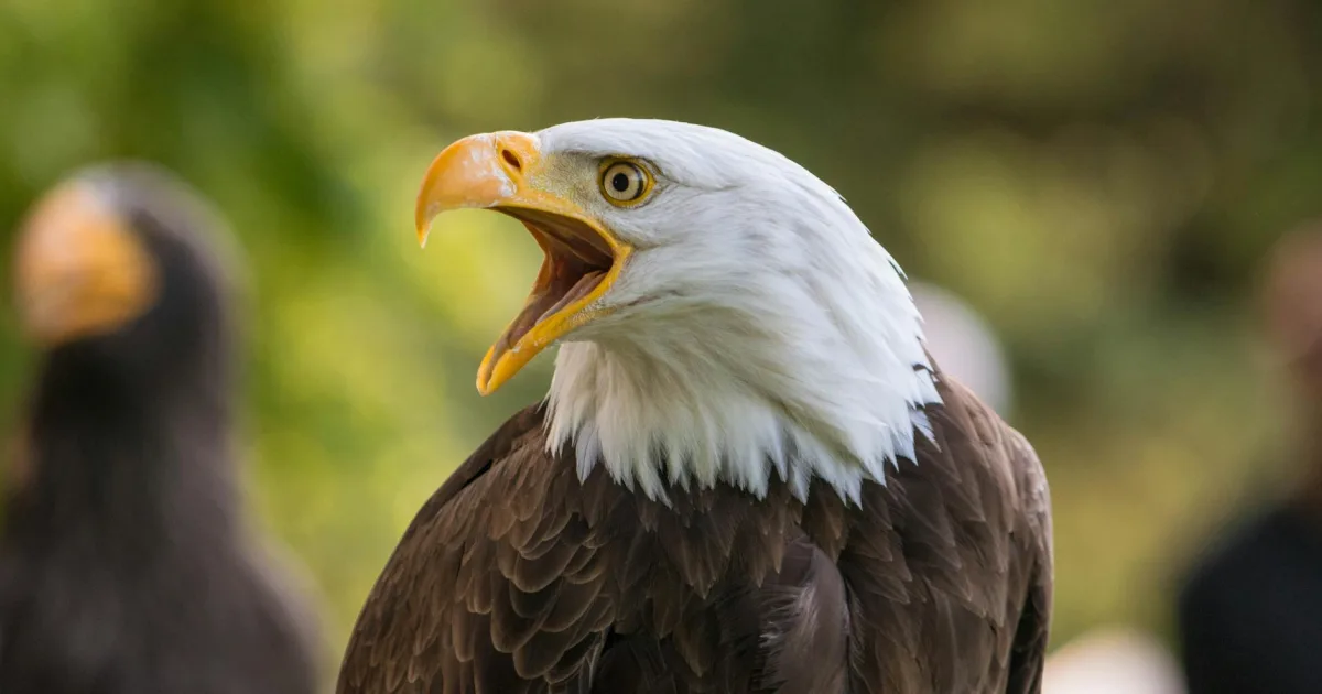 Downtown Eagle, MI, MI