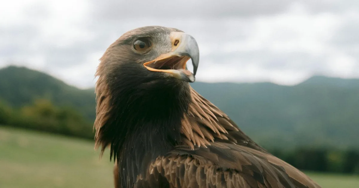 Downtown Eagle Mountain, TX, TX