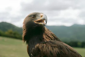 Downtown Eagle Mountain, TX, TX