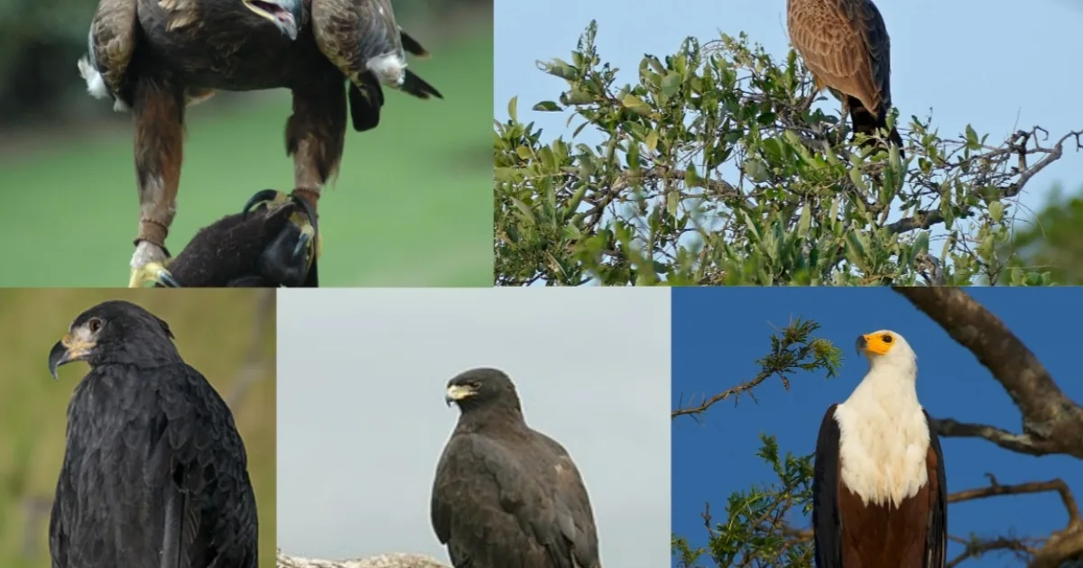 Downtown Eagle, NE, NE
