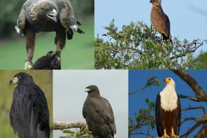 large carnivorous bird