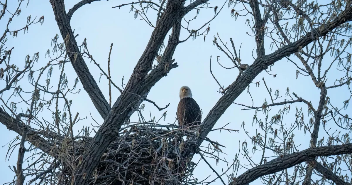 Downtown Eagle Nest, NM, NM