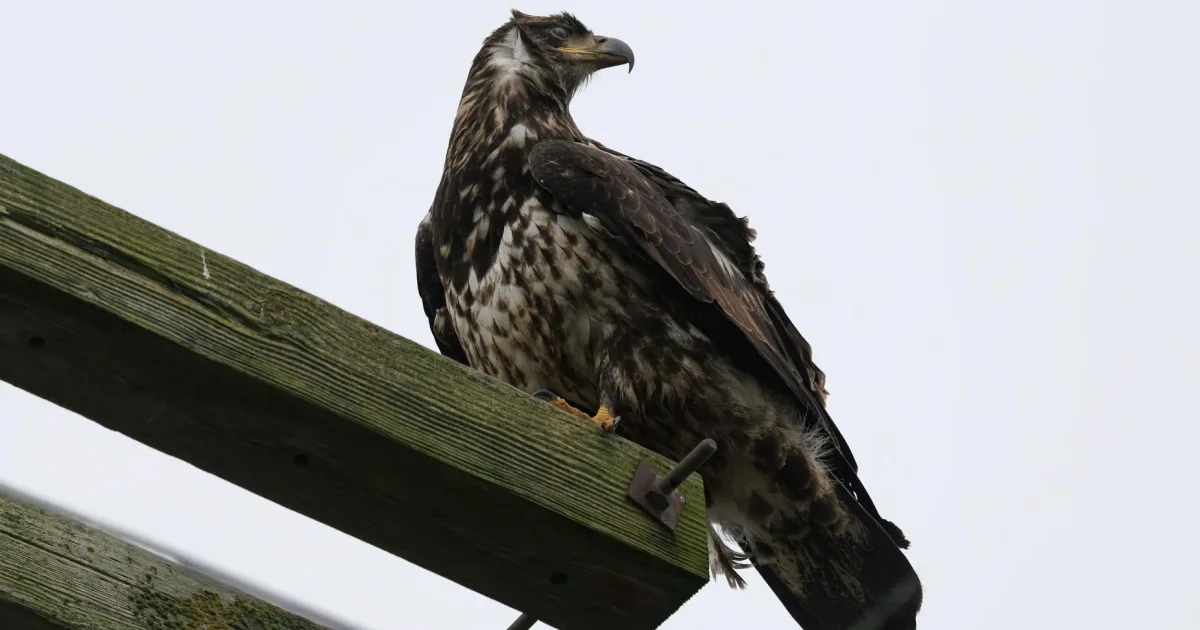 Downtown Eagle Point, OR, OR