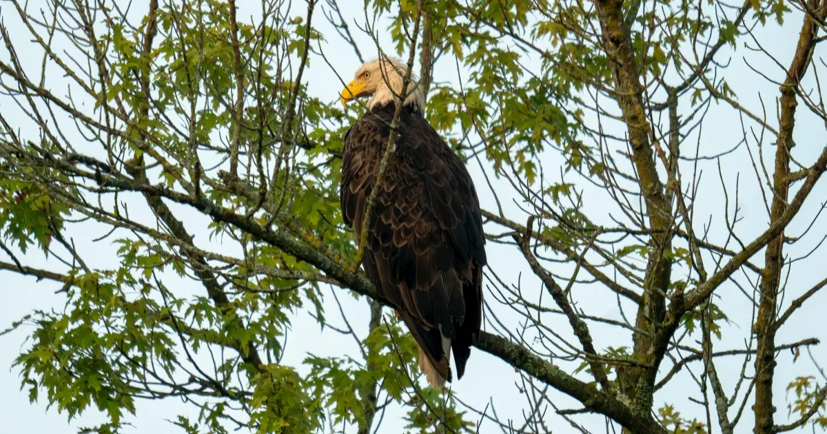 Downtown Eagle Point, WI, WI