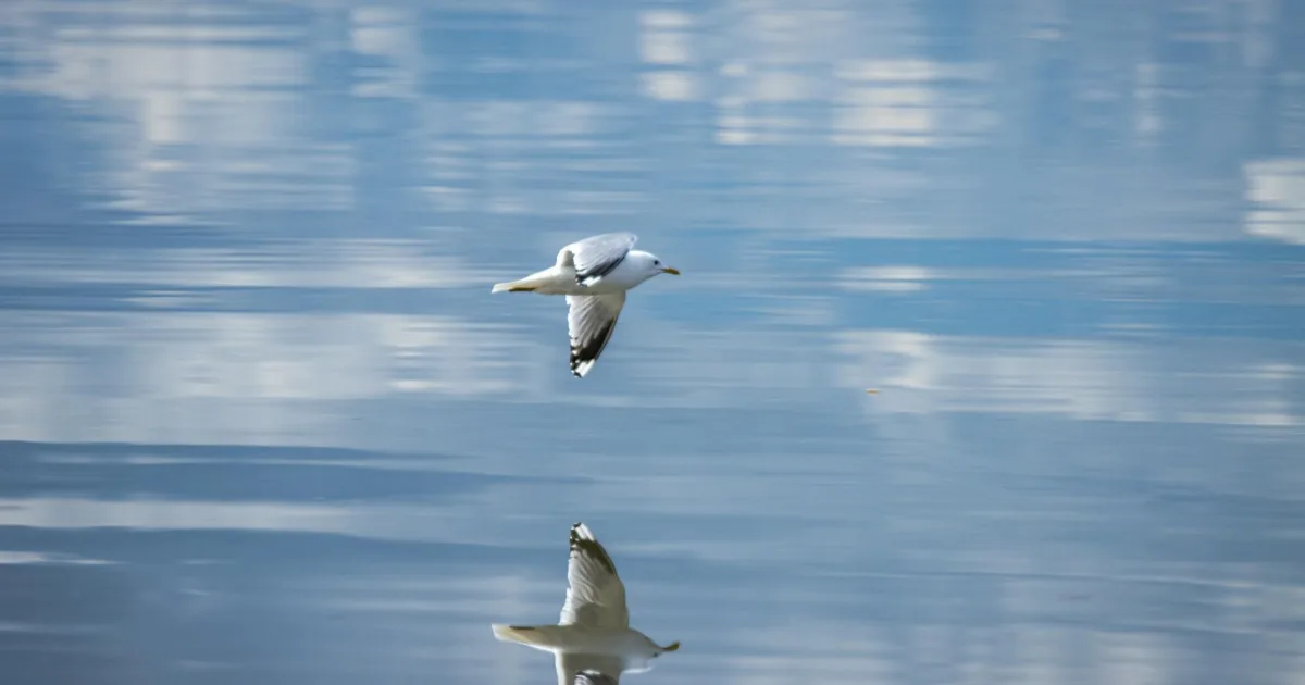 Downtown East Gull Lake, MN, MN