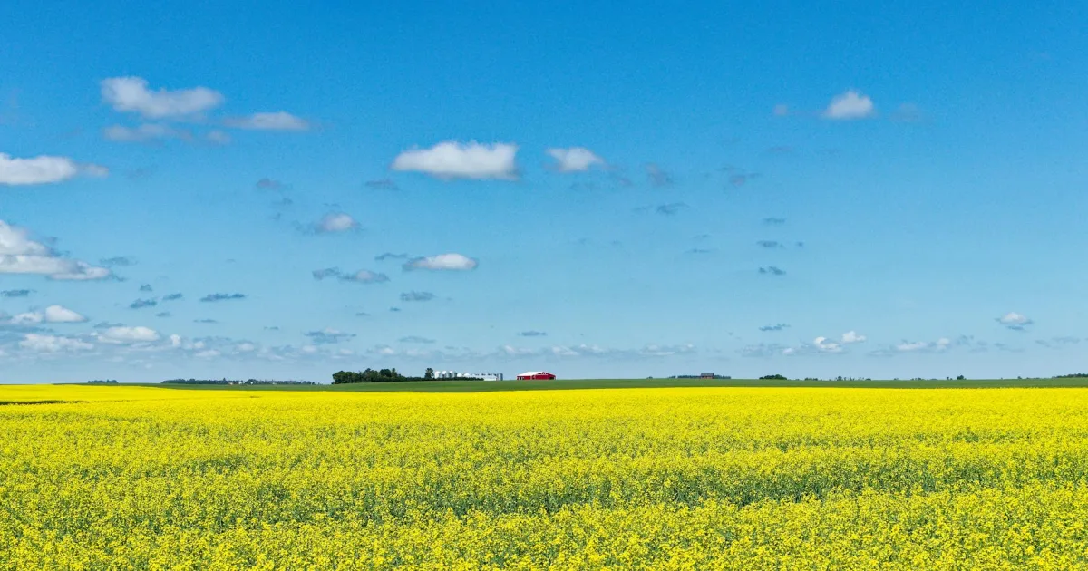 Downtown East Prairie, MO, MO