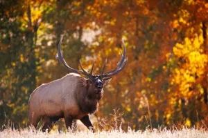 Downtown Elk City, OK, OK