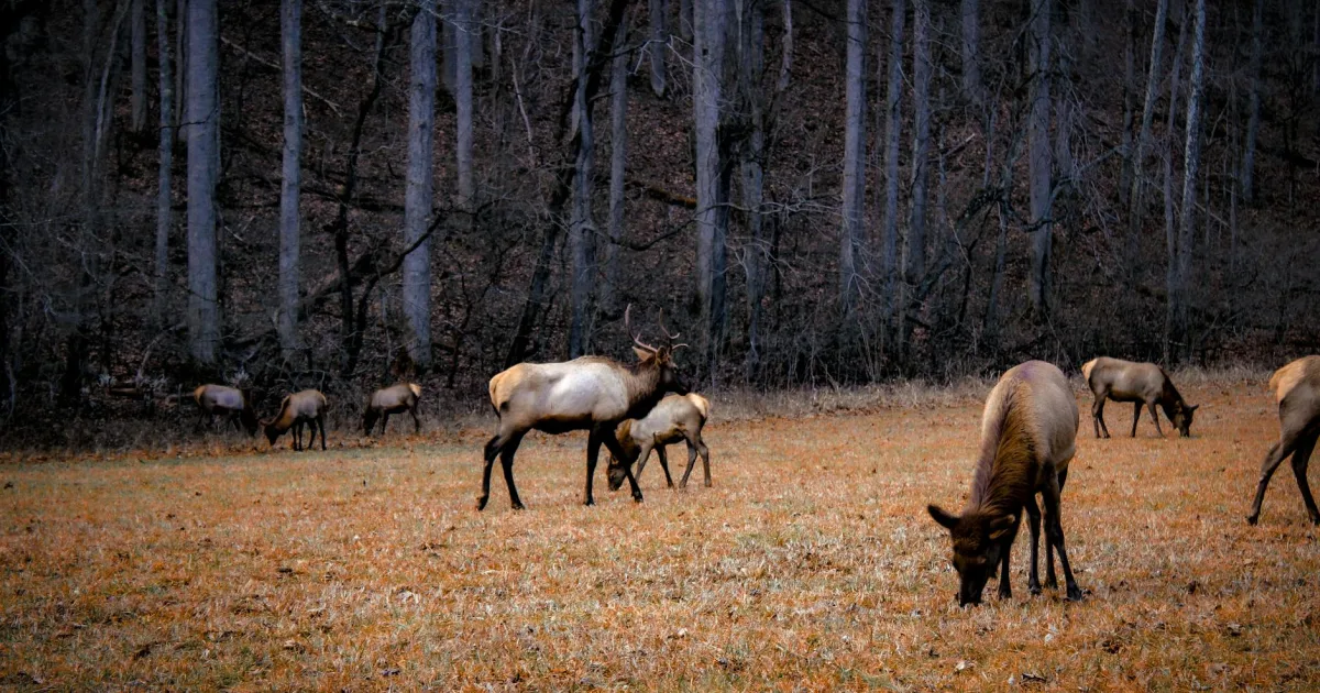 Downtown Elk Park, NC, NC