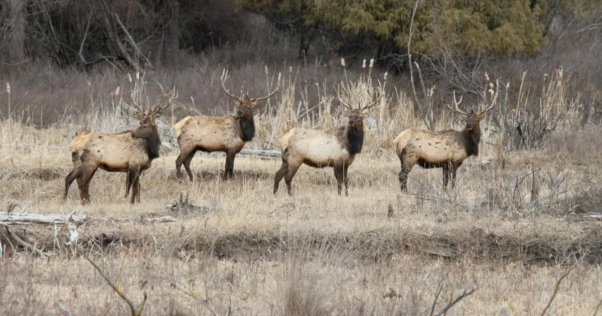 Downtown Elk Ridge, UT, UT