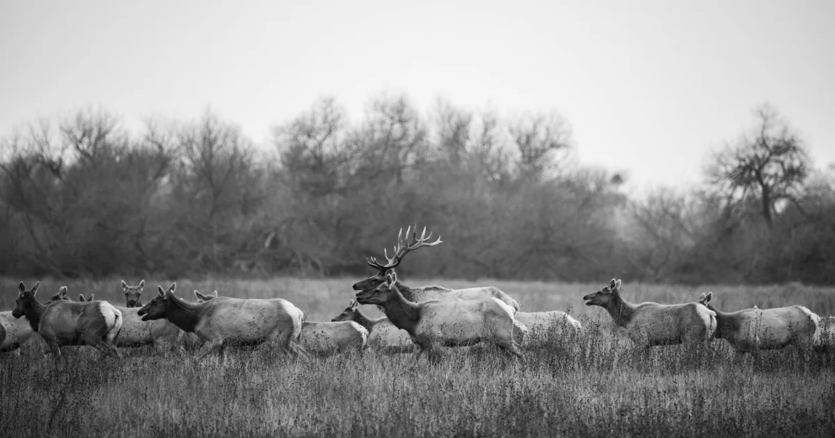 Downtown Elk Run Heights, IA, IA