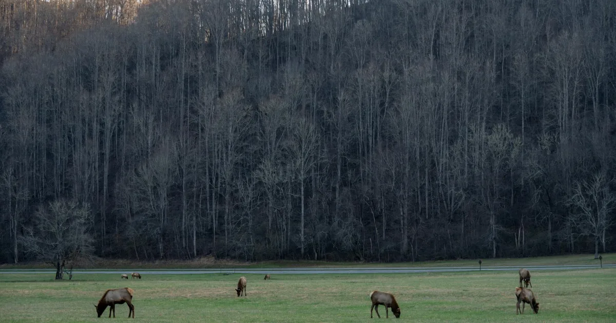 Downtown Elkview, WV, WV