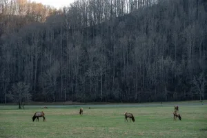Downtown Elkview, WV, WV