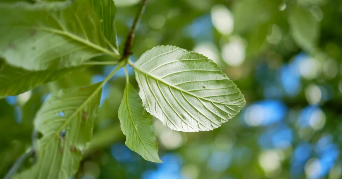 Downtown Elm Springs, AR, AR