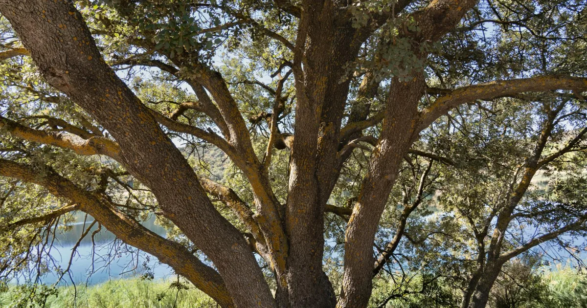 Downtown Encino, CA, CA