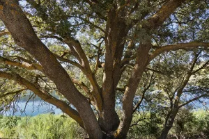 Downtown Encino, CA, CA