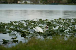 Ensley, FL