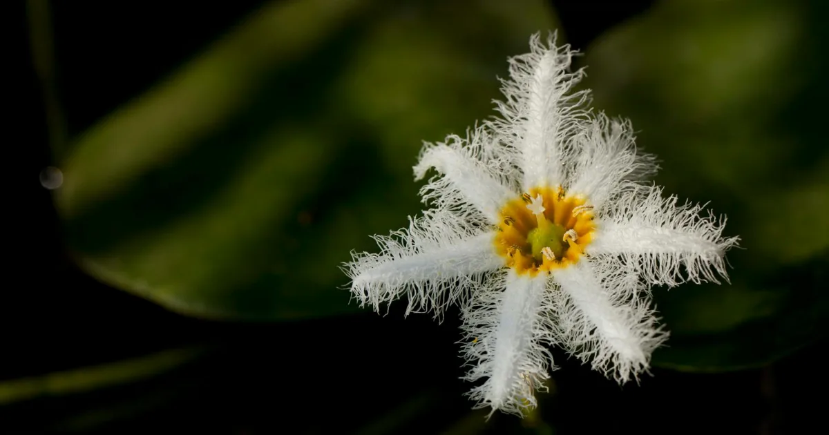 Downtown Estelle, NC, NC