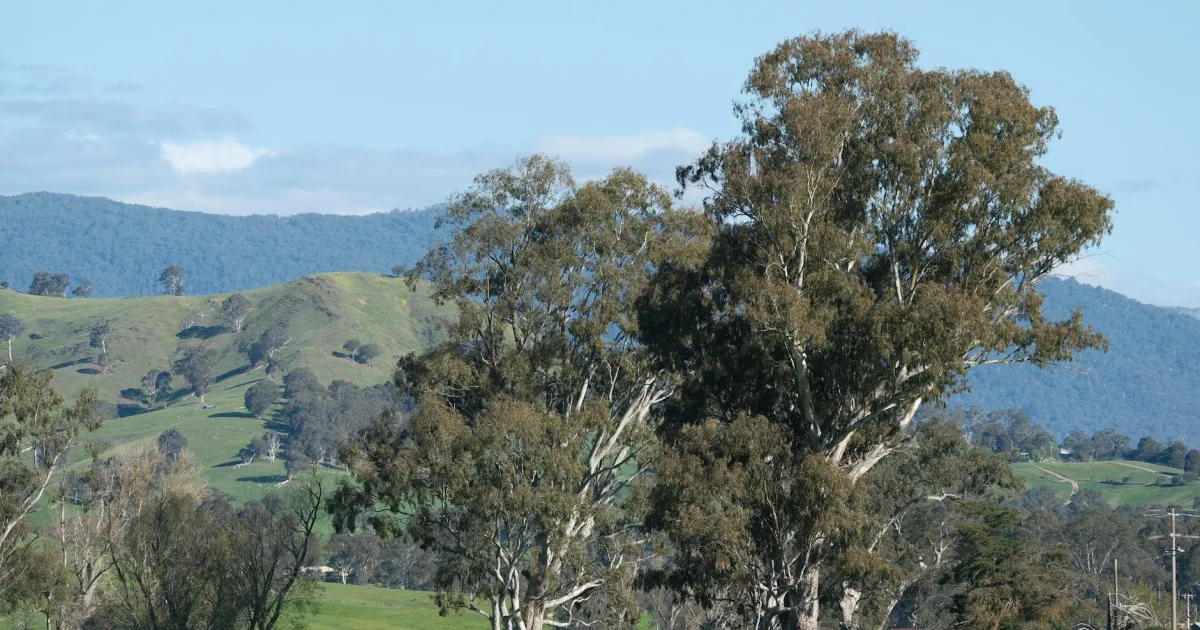 Downtown Eucalyptus Hills, CA, CA