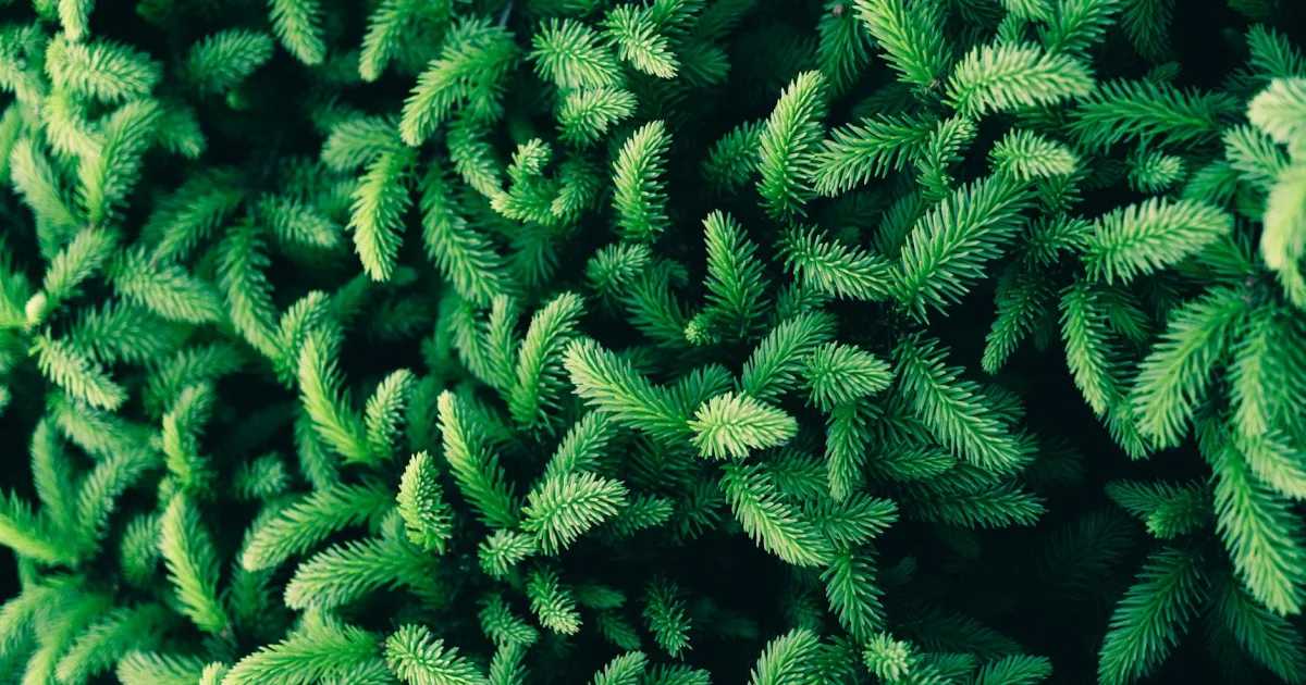 plant that has leaves at all times of the year