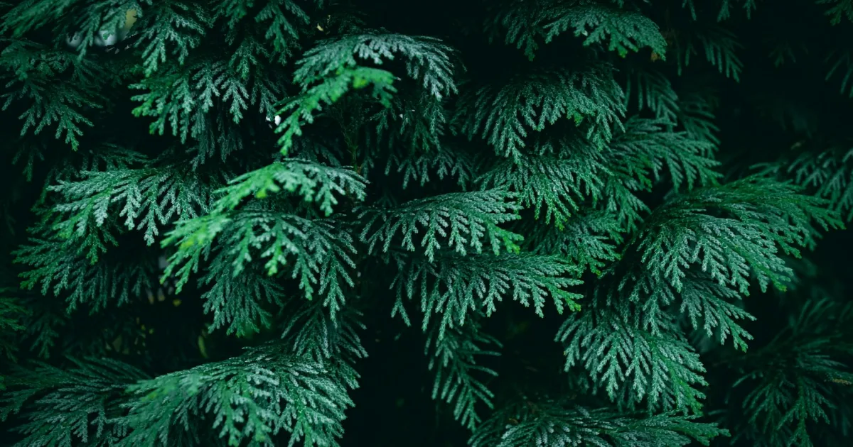 Downtown Evergreen, CO, CO