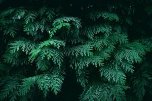 Downtown Evergreen, CO, CO